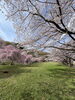 満開の桜「いよいよ明日4月1日は✨桜の下で撮影会(^^)完全無料☆彡入園・入学記念撮影はもちろん♪家族撮影やワンちゃんネコちゃんの撮影も！」