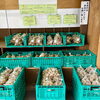 「『種芋』入荷しました！農産物直売所」