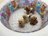 プールに入る練習？　笑「ましゅまろ幼稚園🐾」