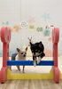 いずるくんジャンプ　続いて米ちゃんもジャンプ「ましゅまろ幼稚園🐾」