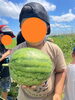 大きなスイカ！これでも小玉品種だよ！「こぱん畑の収穫【札幌市北区児童デイサービスこぱんはうすさくら札幌太平教室】」
