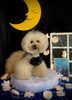 まっちゃちゃん「お月さまとわんこ🌛」