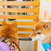 おやつを待つ二人「今日のお友達」