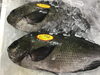 「魚魚市場鮮魚コーナーおすすめは「コウカイ(貝)」です」