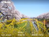 桜「お花見」