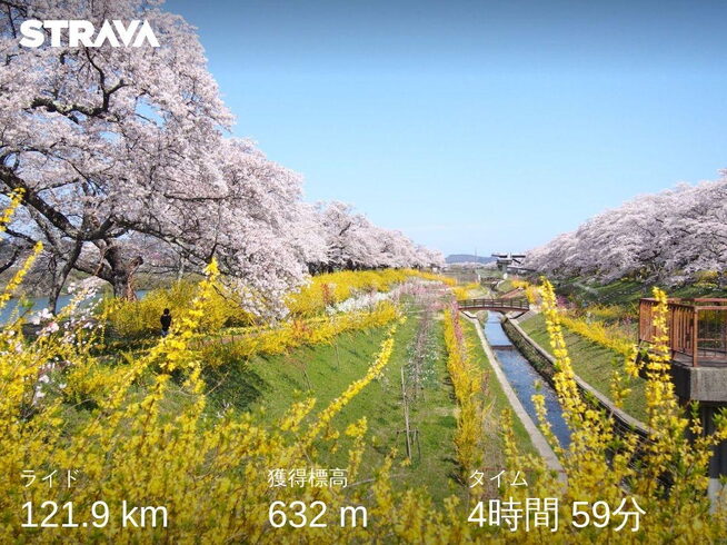 桜「お花見」