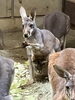 母ワサビの袋から顔を出す仔「アカカンガルーの赤ちゃんが顔を出しました！」