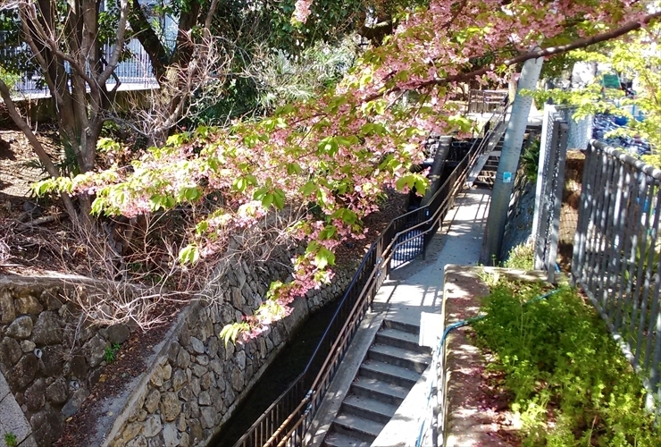 一条戻橋の桜