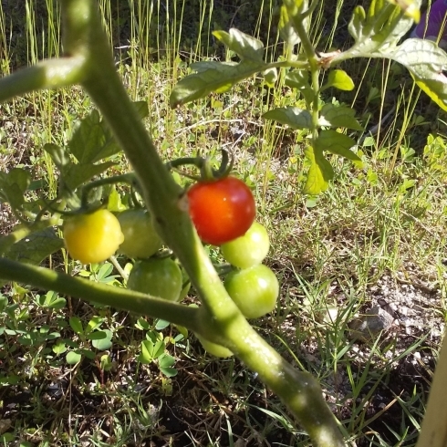 ミニトマト「家庭菜園❁ガーデニング　」