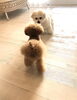 追いかけっこ中のふたり「新入生ちゃん（╹◡╹）」