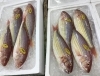 「魚魚市場鮮魚コーナーおすすめは「シビマグロ」です♪」