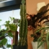 観葉植物 サボテン入荷してます 花みずき車尾店のニュース まいぷれ 米子 観葉植物 サボテン入荷してます 花みずき車尾店のニュース まいぷれ 米子