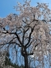 「こうぞう先生の今年…初お花見は開成山大神宮へ」