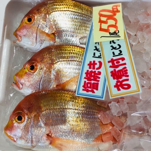 「魚魚市場鮮魚コーナーおすすめは「レンコ鯛・アジ」です♪」