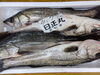 「塩引き鮭販売中です」