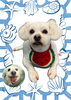 「Dog salon mofu mofu　余市町」