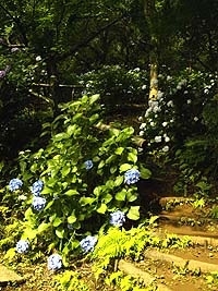 浄慶寺の境内の斜面に咲くあじさい。<br>散策路をめぐりながら観賞できる。