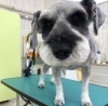 炭酸泉でふわふわ トイプードル 柴犬 シュナウザー ポメラニアン 苫小牧 トリミング ペットサロンエルサ ペットサロン エルサのニュース まいぷれ 苫小牧市 炭酸泉でふわふわ トイプードル 柴犬 シュナウザー ポメラニアン 苫小牧 トリミング ペットサロンエルサ ペットサロン エルサのニュース まいぷれ 苫小牧市