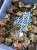 「魚魚市場鮮魚コーナーおすすめは「アマダイ」です♪」