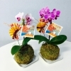 画像③苔玉胡蝶蘭 迎春バージョン「🎍京都市伏見区にあるお店の年末年始情報2023＆2024🌅〜『株式会社オルグ・ブランディング京都』編〜」