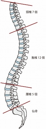ヘルニアは腰痛の原因ではない 手技整体院 咲蛙のニュース まいぷれ 船橋市 ヘルニアは腰痛の原因ではない 手技整体院 咲蛙のニュース まいぷれ 船橋市