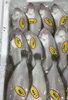 「魚魚市場鮮魚コーナーおすすめは「イサキ・養殖サバ」です♪」