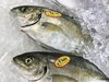 「魚魚市場鮮魚コーナーおすすめは「ワタリガニ」です♪」