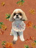 「Dog salon mofu mofu　余市町」