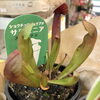「食虫植物が入りました。」