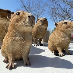 【春】大型公園・お花見・BBQ・いちご狩り・釣り・動物ふれあい