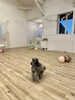 狙いを定めて〜「ましゅまろ幼稚園🐾パート2」