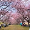 【坂戸市】北浅羽桜堤公園