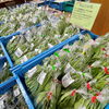 「地元産夏野菜たくさん入荷しました！」