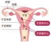 子宮癌の種類「子宮がん検診Q＆A　子宮体がん検査はしたほうがいいの？」