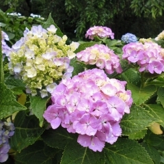 6月13日（火）あじさい便り　めぐみの雨！