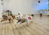 みんなでGO💨「ましゅまろ幼稚園🐾」