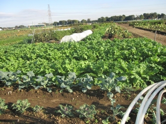 あんなに暑かった夏が嘘のような現在（11/10）の農園です。