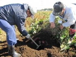 いも掘りって、大人も夢中になるんですね。