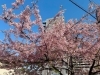 そろそろ見納め！葛飾区で見れるカワヅザクラ（河津桜）※2024年3月14日