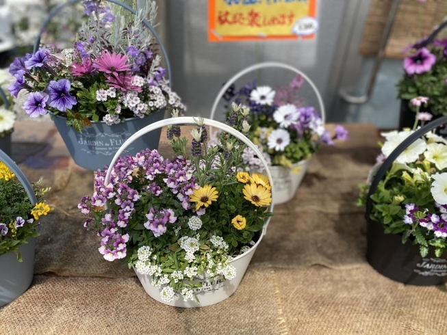 「寄せ植えで気分も元気に☆」