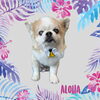 「Dog salon mofu mofu　余市町」