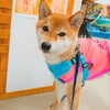 まるちゃん「今日のお友達」