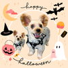 「Dog salon mofu mofu　余市町」