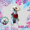 「Dog salon mofu mofu　余市町」