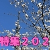 すみだ探訪記