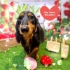 ダックス　シャンプー＋部分カット「来週の空き情報🐶トイプードル、チワワ、ダックス、トリミングのお友達🍓」
