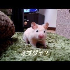 オブジェ！？固まるハムスター！おもしろ可愛いハムスター cute funny hamster　＃23