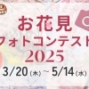 まいぷれ川越周辺presents お花見フォトコンテスト2025