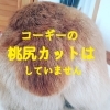 カット