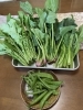 採れたて野菜❗️「自然の恵み」